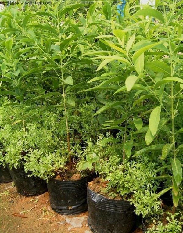 檀香種子發芽出苗圖片