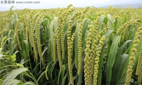 小米種子發芽出苗圖片