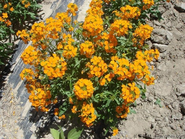 七里黃種子發芽出苗開花圖片 七里黃種子發芽出苗開花圖片