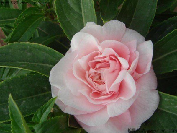 長(zhǎng)春花種子發(fā)芽出苗開(kāi)花圖片