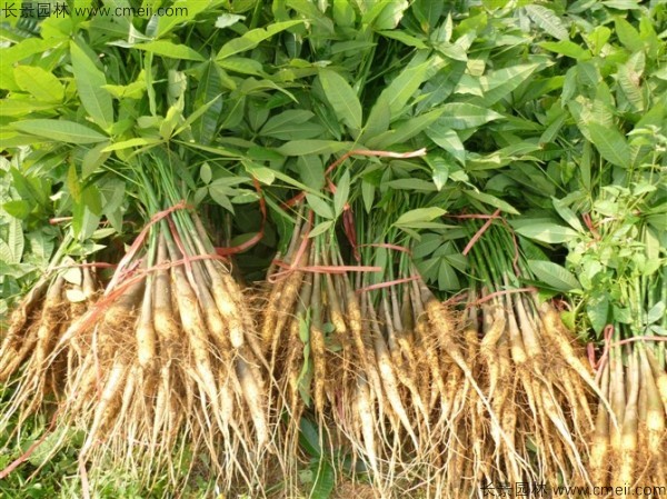 發(fā)財(cái)樹(shù)種子發(fā)芽出苗圖片