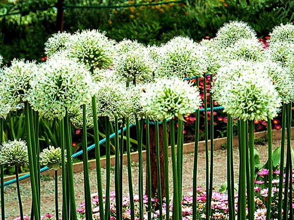 大絨球種子發芽出苗開花圖片