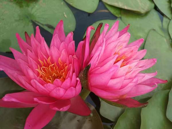 好品種類碗蓮花紅色并蒂蓮