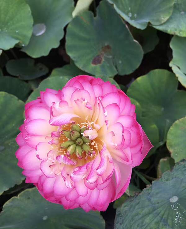 荷花種植基地實拍優(yōu)質(zhì)品種類