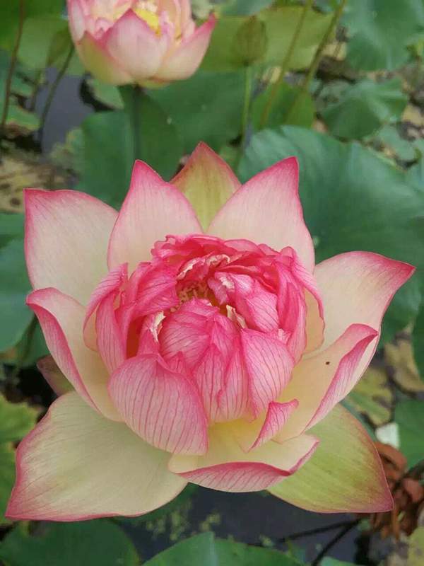 荷花種植基地實拍優(yōu)質(zhì)品種類