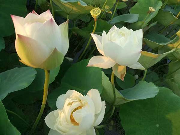 荷花種植基地實拍優(yōu)質(zhì)品種類