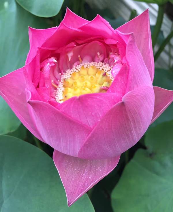 荷花種植基地實拍優(yōu)質(zhì)品種類