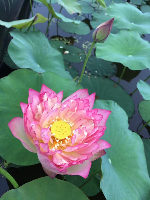 荷花種植基地實拍優(yōu)質(zhì)品種類