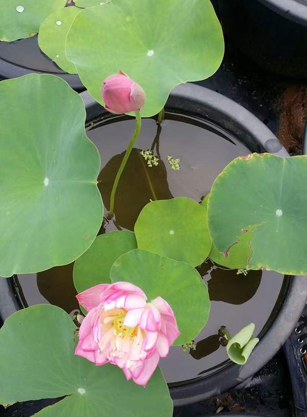 荷花種植基地實拍優(yōu)質(zhì)品種類盆栽