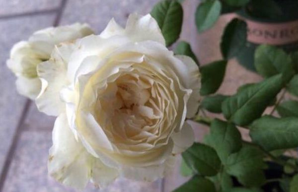 白色歐月品種 白色歐月品種