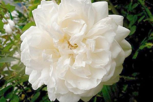 白色歐月品種 白色歐月品種