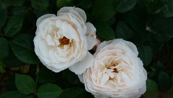 白色歐月品種 白色歐月品種