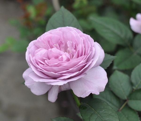 藍(lán)色風(fēng)暴歐月照片