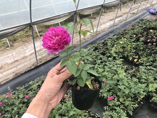 歐月小苗基地照片