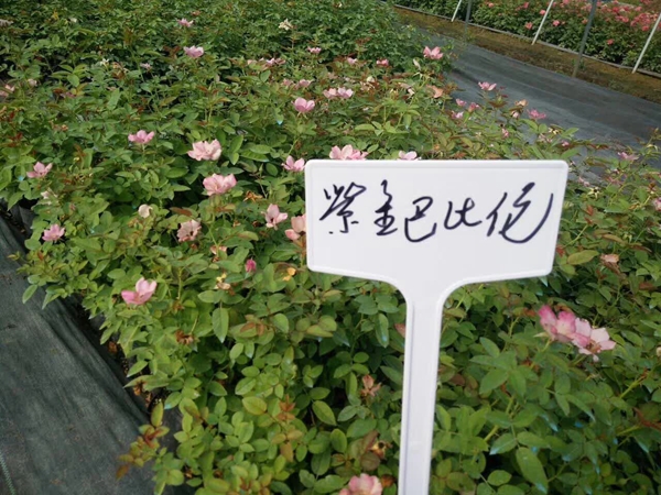 紫金巴比倫 紫金巴比倫