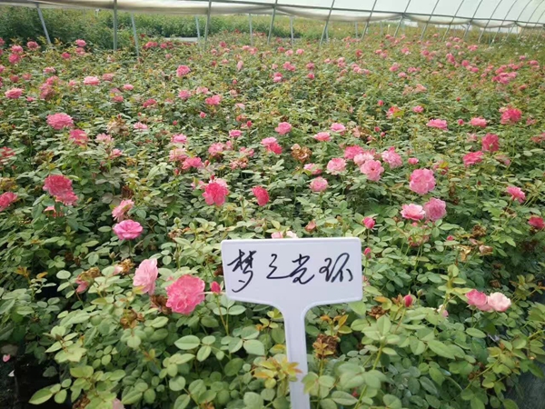 夢(mèng)之光環(huán) 夢(mèng)之光環(huán)