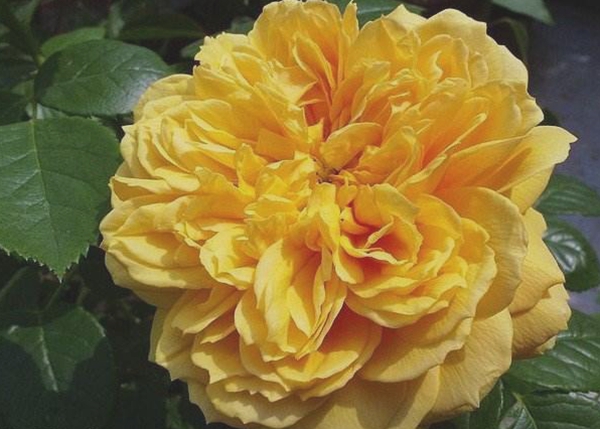 沭陽長景園林歐月基地 沭陽長景園林歐月基地