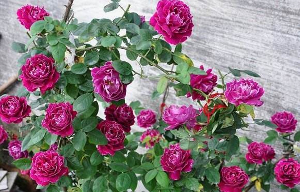 沭陽歐月基地照片