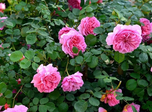 費(fèi)洛倫蒂娜