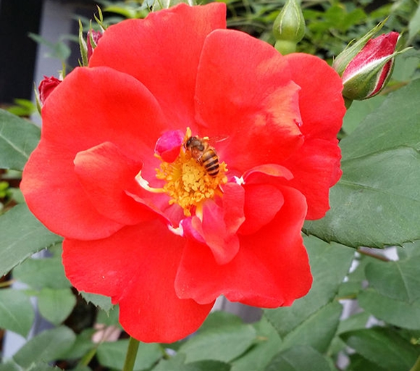 橘紅火焰 橘紅火焰