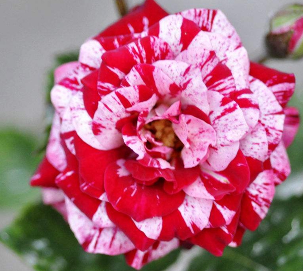 多愁傷感 多愁傷感