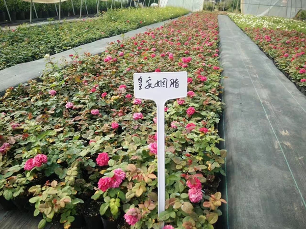 沭陽歐月基地 沭陽歐月基地