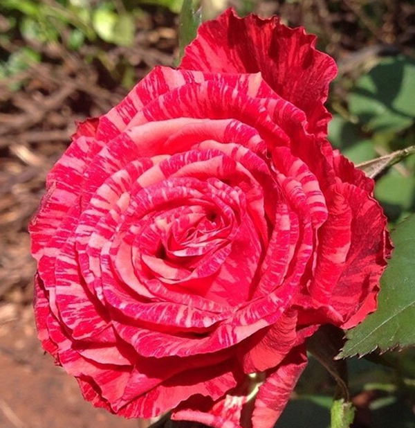 紅色直覺 紅色直覺