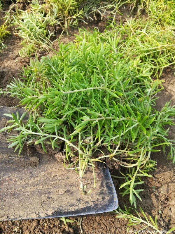 佛甲草種植基地圖片 佛甲草種植基地圖片