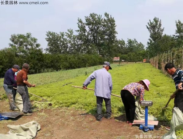 佛甲草起苗挖苗現場實拍圖片 佛甲草起苗挖苗現場實拍圖片
