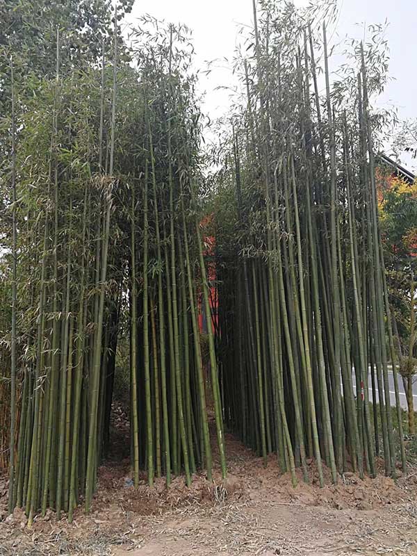 耐寒竹苗竹子 耐寒竹苗竹子