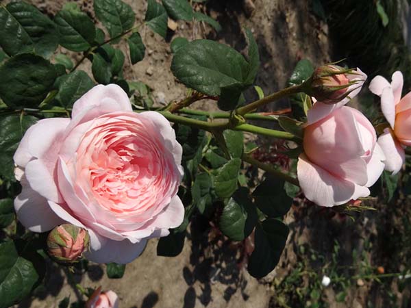 月季瑞典女王歐月 月季瑞典女王歐月