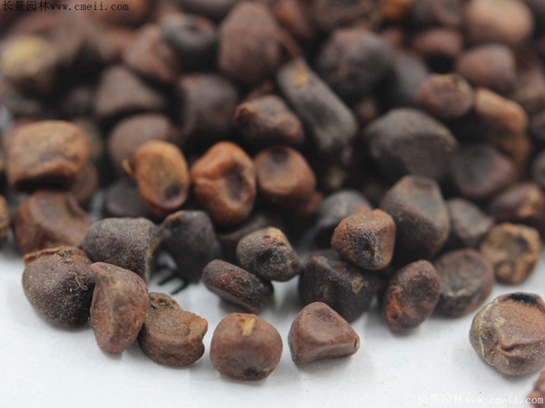 馬蓮種子 馬蓮種子