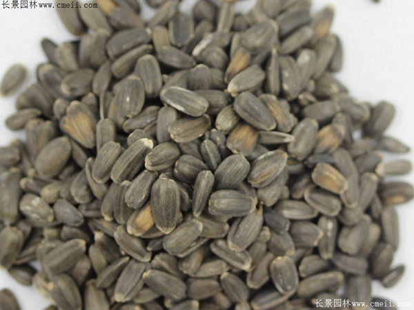 玩具熊向日葵種子 玩具熊向日葵種子