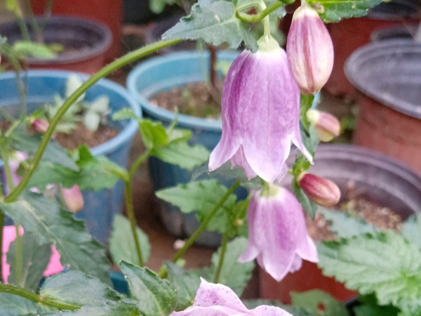 風鈴草