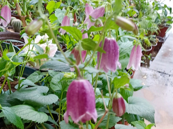 風鈴草