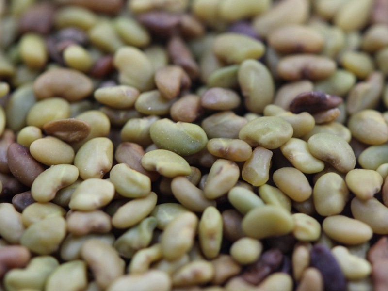 進口苜蓿種子 進口苜蓿種子