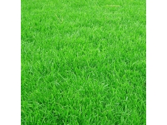 暖季型草坪那個(gè)最耐踩踏