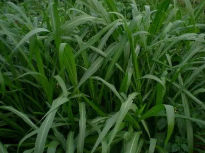 1653798742609162.jpg 1653798742609162.jpg