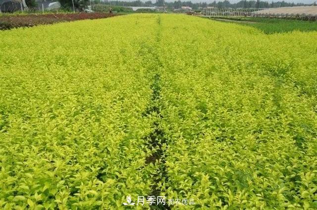 值得收藏！這些全國著名苗木產地你知道幾個？
