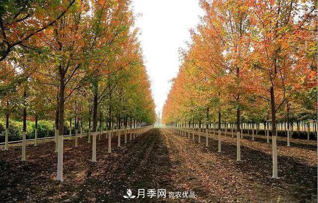 值得收藏！這些全國著名苗木產地你知道幾個？