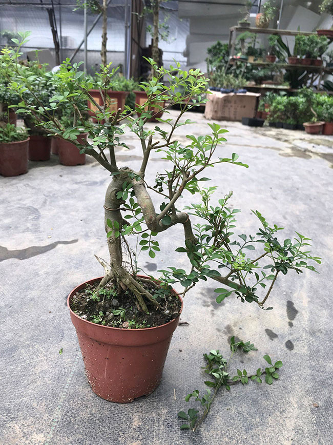 對節(jié)白蠟苗