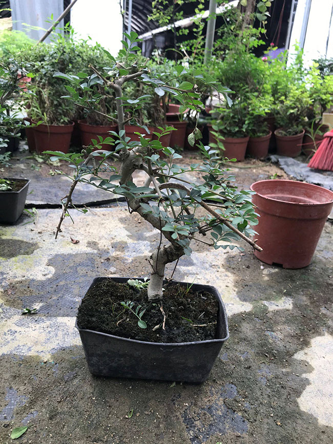 對節(jié)白蠟苗