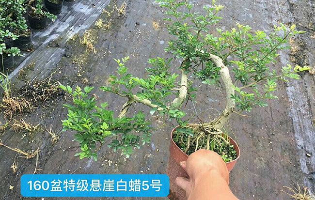 對節(jié)白蠟苗