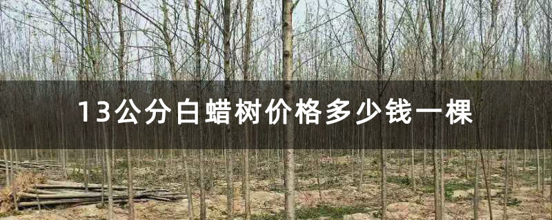 13公分白蠟樹價(jià)格多少錢一棵