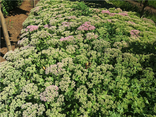沭陽長景園林八寶景天種植基地實(shí)拍圖片
