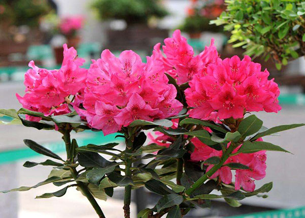 杜鵑花
