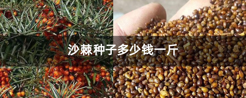 沙棘種子多少錢(qián)一斤