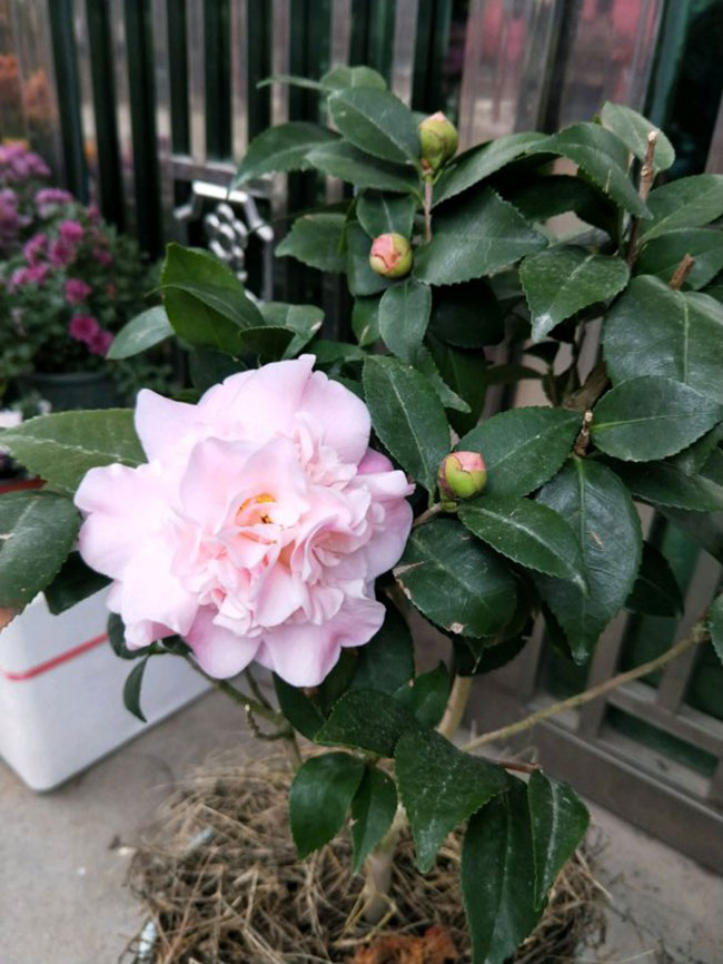 茶花