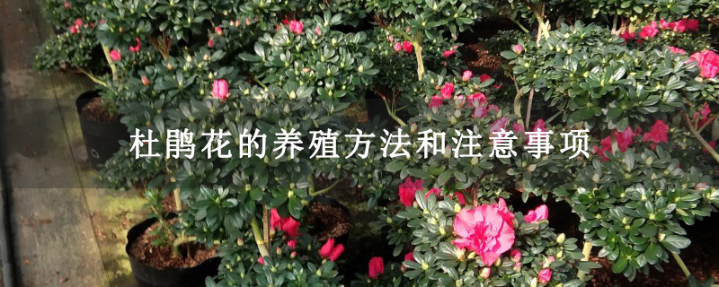 杜鵑花的養殖方法和注意事項