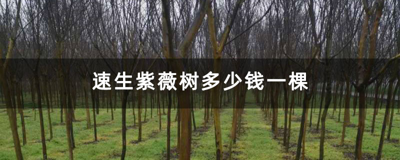 速生紫薇樹多少錢一棵
